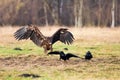 White-tailed eagle (Haliaeetus albicilla) has its wings outstretched Royalty Free Stock Photo