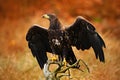 White-tailed Eagle, Haliaeetus albicilla, landing on the tree branch, with brown grass in background. Bird landing. Eagle flight. Royalty Free Stock Photo