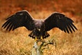 White-tailed Eagle, Haliaeetus albicilla, landing on the tree branch, with brown grass in background. Bird landing. Eagle flight. Royalty Free Stock Photo