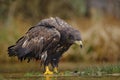 White-tailed Eagle, Haliaeetus albicilla, sitting in the water, with brown grass in background