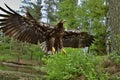 The white tailed eagle in flight Royalty Free Stock Photo