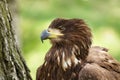 The white tailed eagle Royalty Free Stock Photo