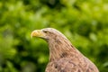 White tailed eagle / Haliaeetus albicilla