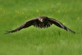 The white tailed eagle in flight Royalty Free Stock Photo