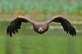 The white tailed eagle in flight Royalty Free Stock Photo