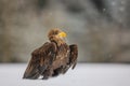 White-tailed eagle (Haliaeetus albicilla) walking in the snow Royalty Free Stock Photo