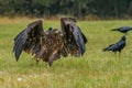 White Tailed Eagle Haliaeetus albicilla Royalty Free Stock Photo