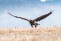 White Tailed Eagle Haliaeetus albicilla Royalty Free Stock Photo