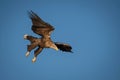 The White-tailed Eagle, Haliaeetus albicilla Royalty Free Stock Photo