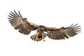 White-tailed eagle hunting in the air cut out on blank Royalty Free Stock Photo