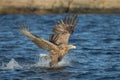 White-tailed Eagle Hunting Royalty Free Stock Photo