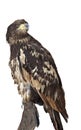 White-tailed eagle, isolated Royalty Free Stock Photo