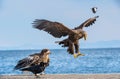 White-tailed eagle is landing. Scientific name: Haliaeetus albicilla, also known as the ern, erne, gray eagle, Eurasian sea eagle Royalty Free Stock Photo