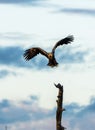 White Tailed Eagle landing in tree, vertical copy space Royalty Free Stock Photo