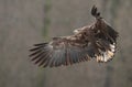 White tailed eagle landing. Royalty Free Stock Photo