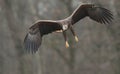 White tailed eagle landing. Royalty Free Stock Photo
