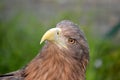 White-tailed eagle