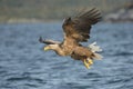 White-tailed Eagle Royalty Free Stock Photo