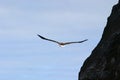 White-tailed eagle near rocks Royalty Free Stock Photo