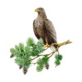 White-tailed eagle on the pine branch. Watercolor illustration. Hand drawn Haliaeetus albicilla avian. Realistic