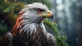 White-tailed eagle. Scientific name: Haliaeetus albcilla