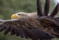 White Tailed Eagle