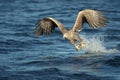 Hunting Eagle with Catch Royalty Free Stock Photo