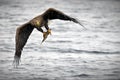 White-Tailed eagle, soaring over a glimmering body of water in Japan Royalty Free Stock Photo