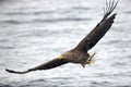 White-Tailed eagle, soaring over a glimmering body of water in Japan Royalty Free Stock Photo