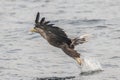 White-Tailed Eagle soaring over a Scottish lake Royalty Free Stock Photo