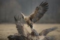 White-tailed eagle about to land Royalty Free Stock Photo