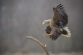 White-tailed eagle about to land Royalty Free Stock Photo