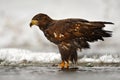 White-tailed Eagle in the water during snowy winter. Golden Eagle in the cold river, hunting fish. Snow winter with Golden Eagle.