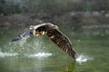 White Tailed Eagle Royalty Free Stock Photo