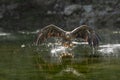 White Tailed Eagle Royalty Free Stock Photo