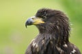 The white tailed eagle Royalty Free Stock Photo