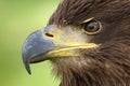 The white tailed eagle Royalty Free Stock Photo