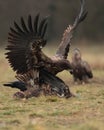 White tailed eagle with wings open in flight. Royalty Free Stock Photo