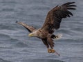 White-tailed eagle (Haliaeetus albicilla) catching a fish at the Isle of Mull Royalty Free Stock Photo