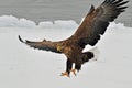 White-tailed Eagle, Zeearend, Haliaeetus albicilla Royalty Free Stock Photo