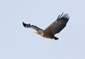 White-tailed Eagle, Zeearend, Haliaeetus albicilla Royalty Free Stock Photo