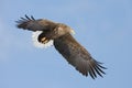 White-tailed Eagle, Zeearend, Haliaeetus albicilla Royalty Free Stock Photo
