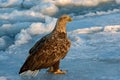 White-tailed Eagle, Zeearend, Haliaeetus albicilla Royalty Free Stock Photo