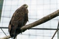 The white-tailed eagle at the zoo. A big dangerous eagle in a cage Royalty Free Stock Photo