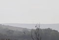 White tailed eagles at dusk