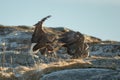 White-tailed Eagles Fighting Royalty Free Stock Photo