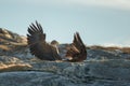 White-tailed Eagles Fighting Royalty Free Stock Photo