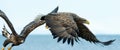 White tailed eagles in flight. Blue sky and ocean background. Royalty Free Stock Photo