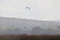 White tailed eagles in flight