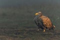 White Tailed Eagles In The Forest In Poland.